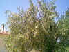 albero di oliva secolare.jpg (23547 byte)