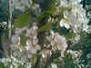 fiore di pero.jpg (20024 byte)