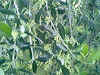 fiori di olivo.jpg (26039 byte)